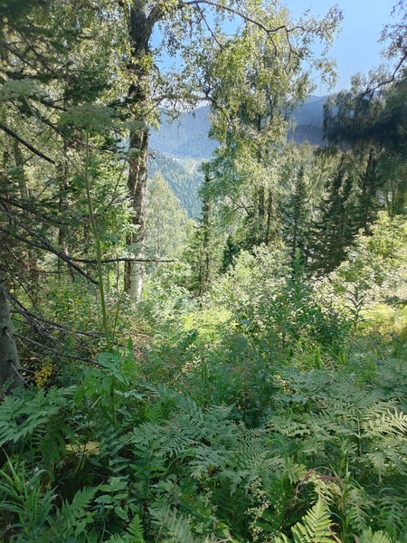 IMG20250726142337.jpg